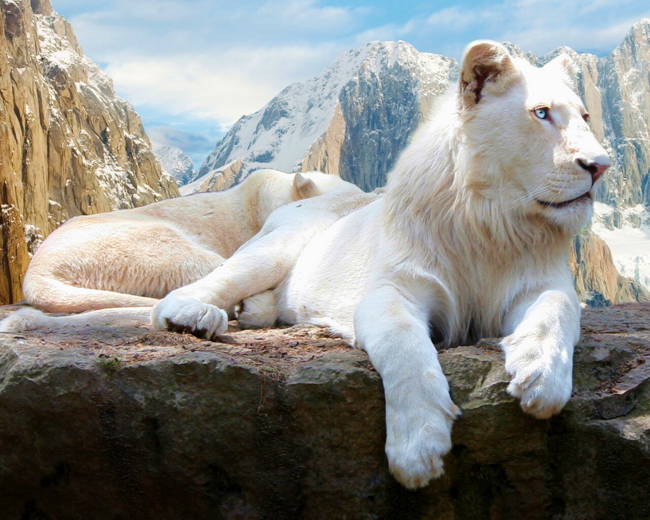 Белый лев обои