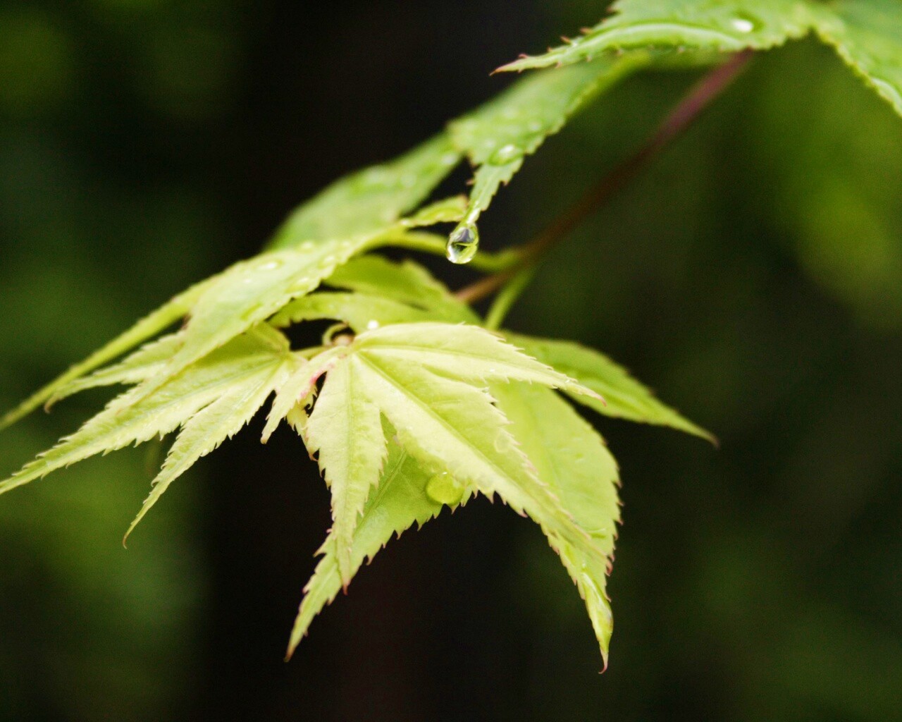 Капля на листе обои