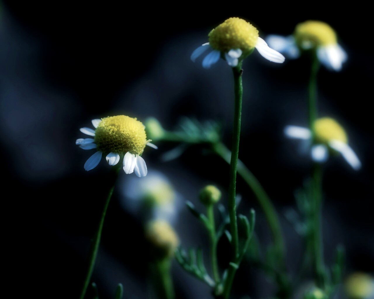 Стремный лепестун обои