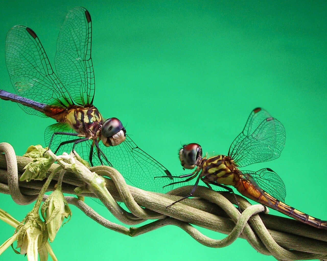 Две стрекозы обои