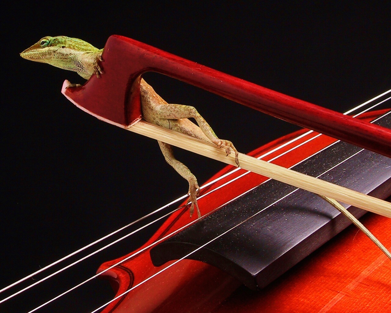 Ящерка на виолончели обои