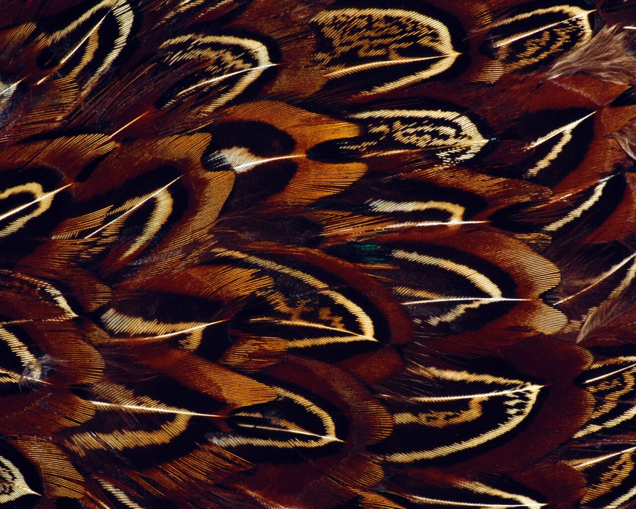 Красивые перья обои