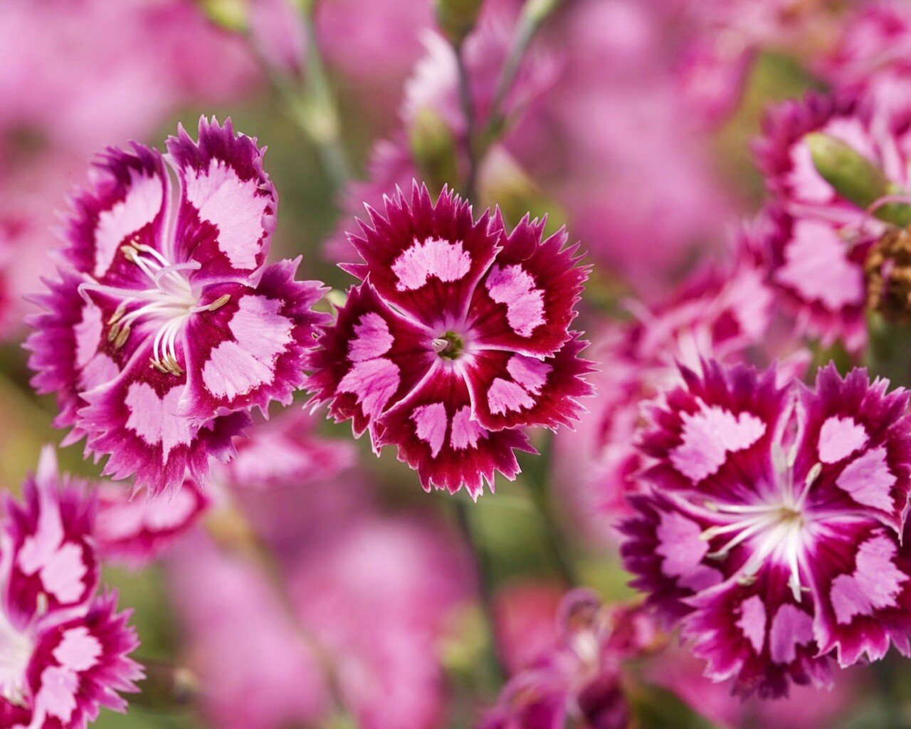 Неизвестные науке цветы обои