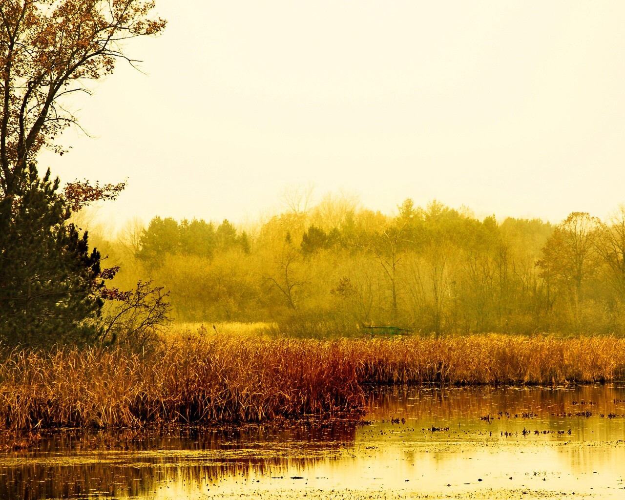 Живописные болота обои