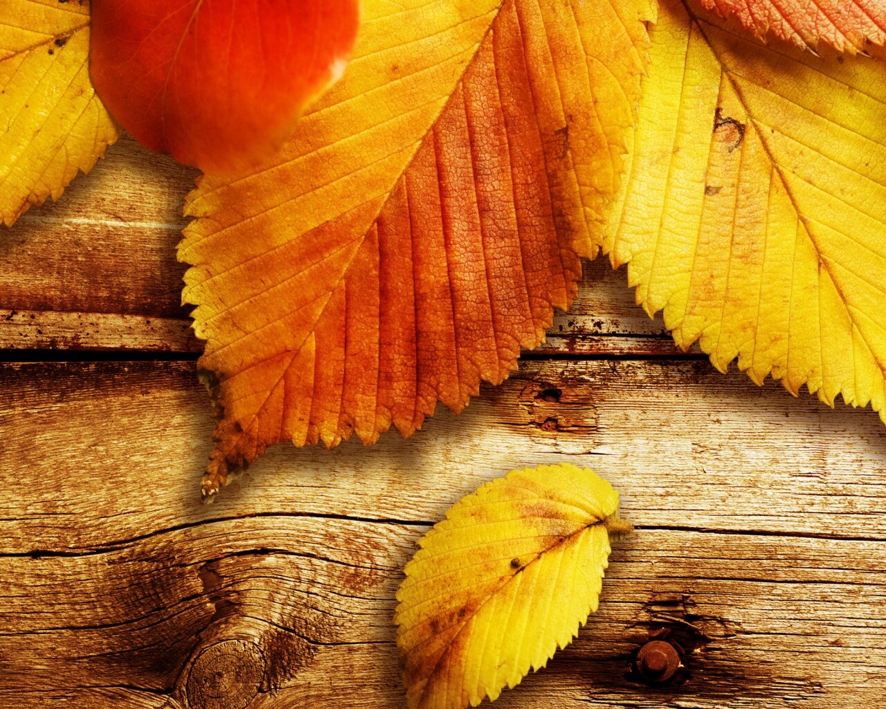 Красиво разложенные листья обои