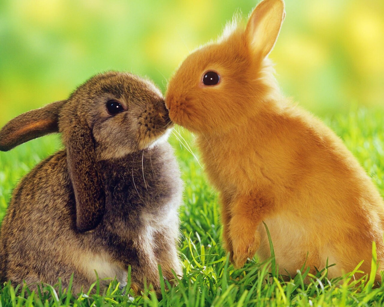 Кролики обои