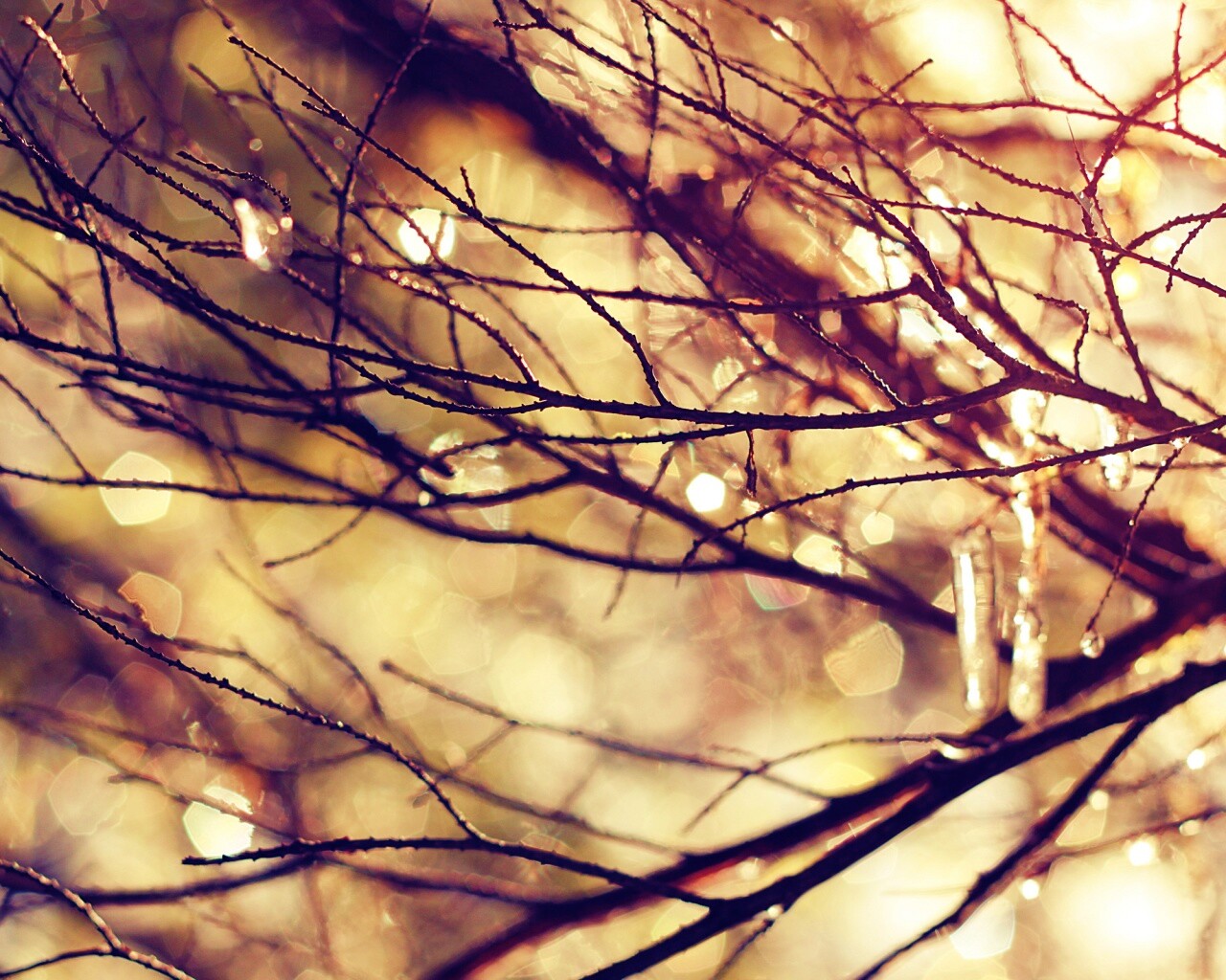 Мокрые ветви дерева обои