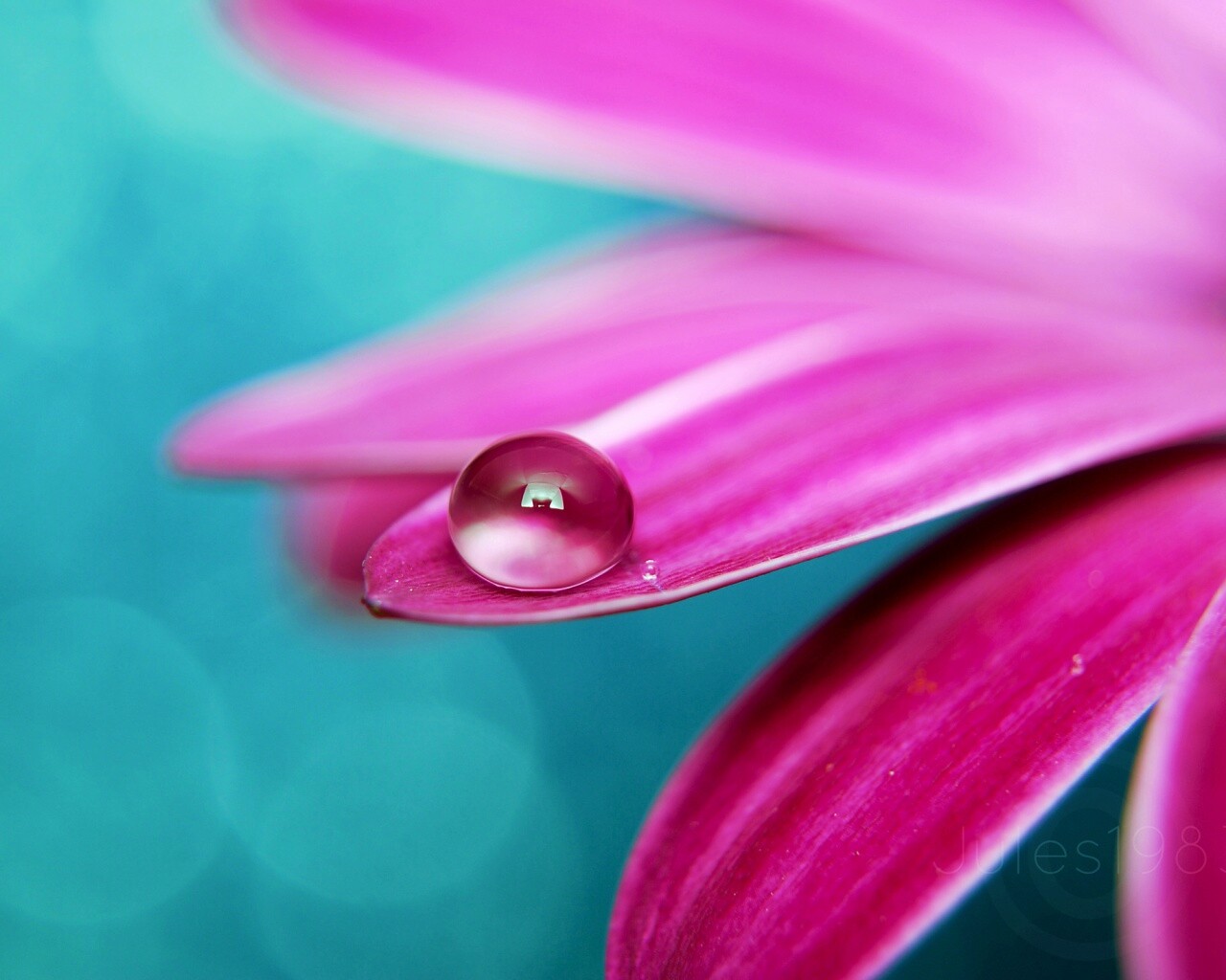 Капля на лепестке обои