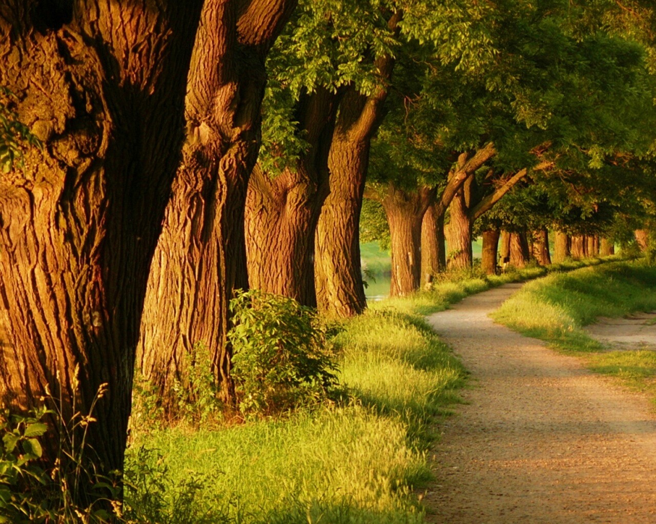 Аллея старых раскидистых деревьев обои