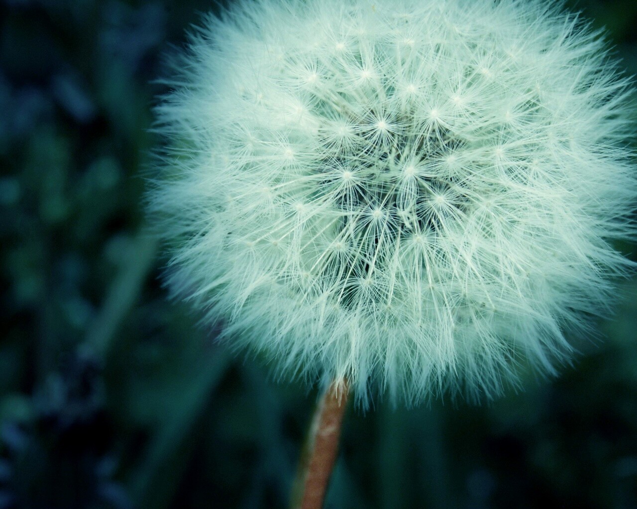 Одуванчик обои