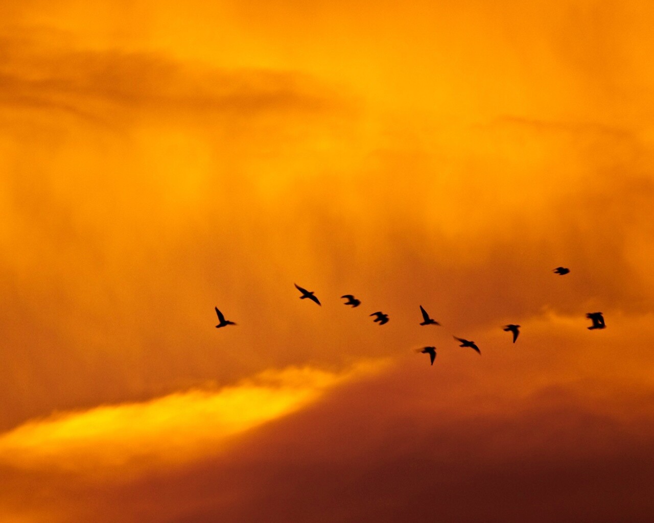Птицы летят в закатном небе обои