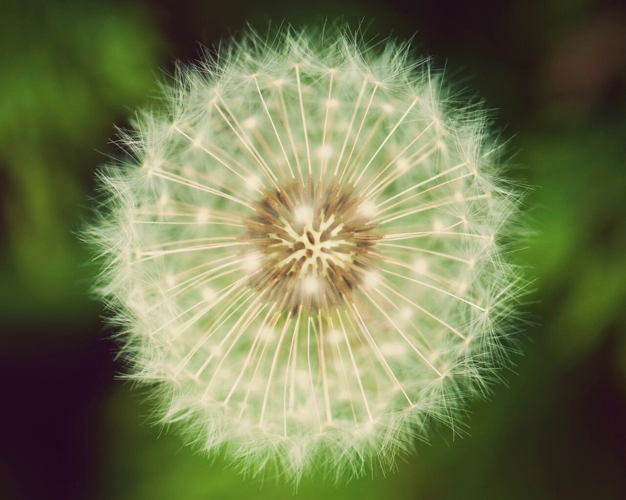 Макро фотография одуванчика обои