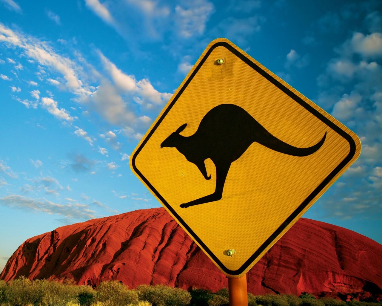 Осторожно, кенгуру! обои