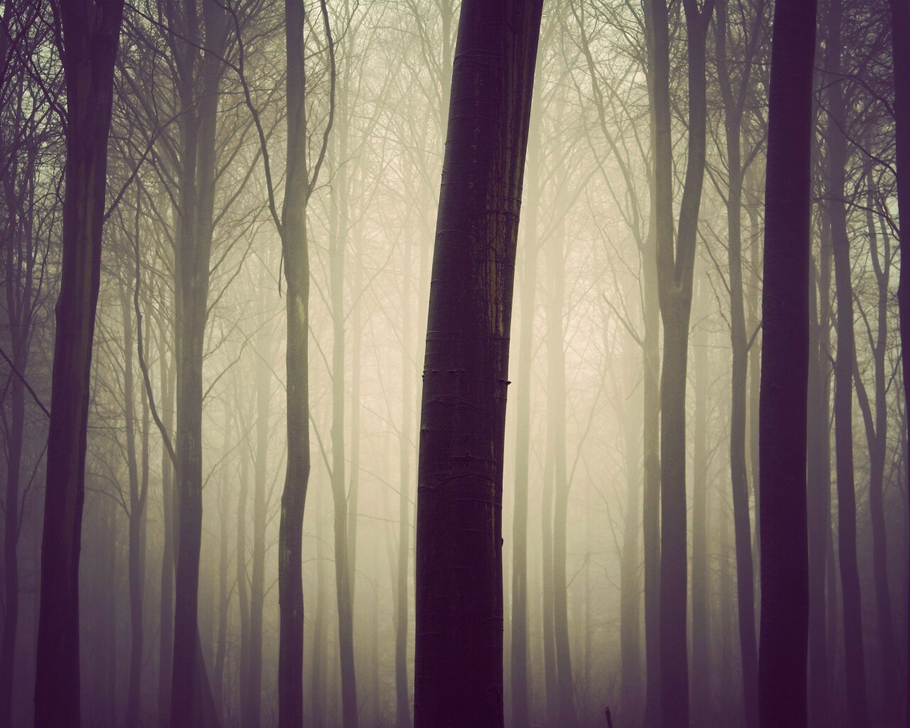 Туман в лесу обои