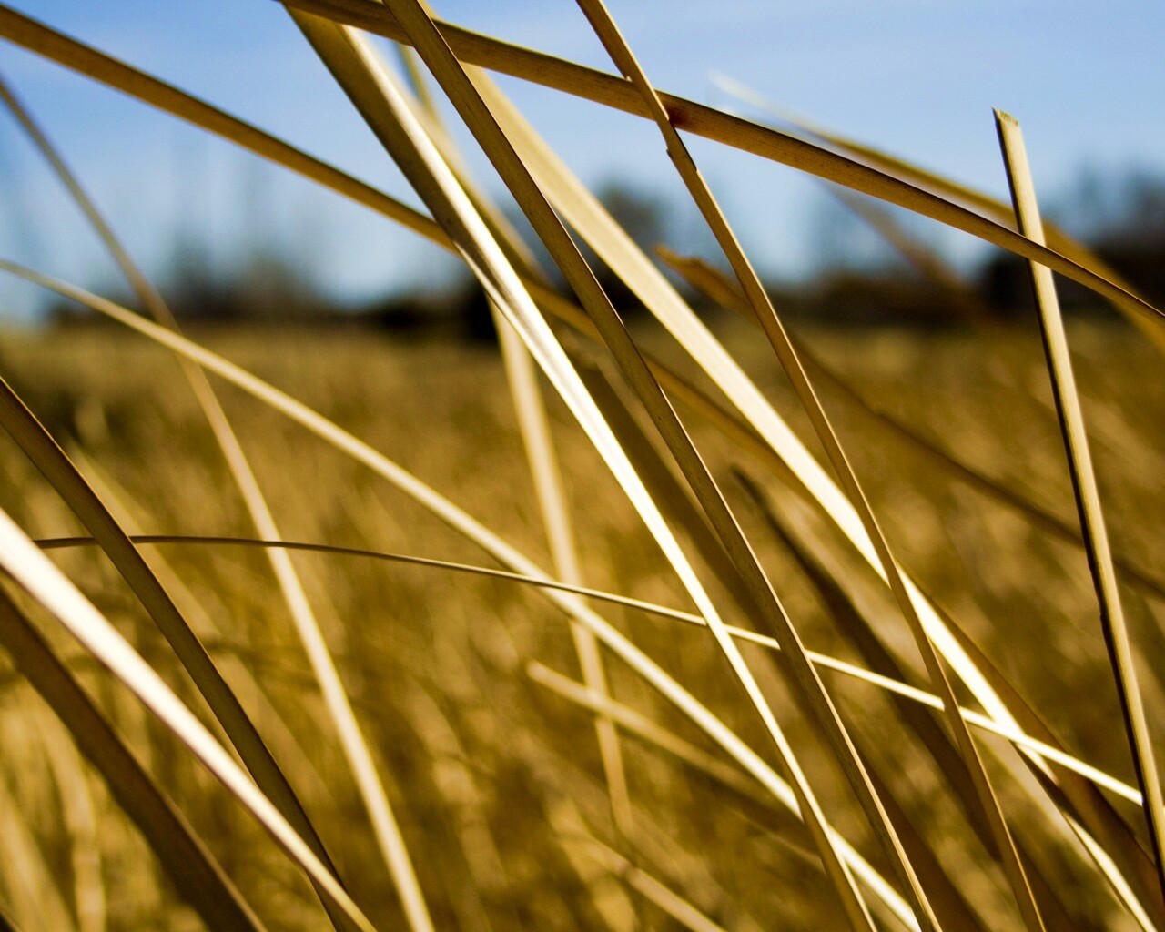 Желтая трава обои