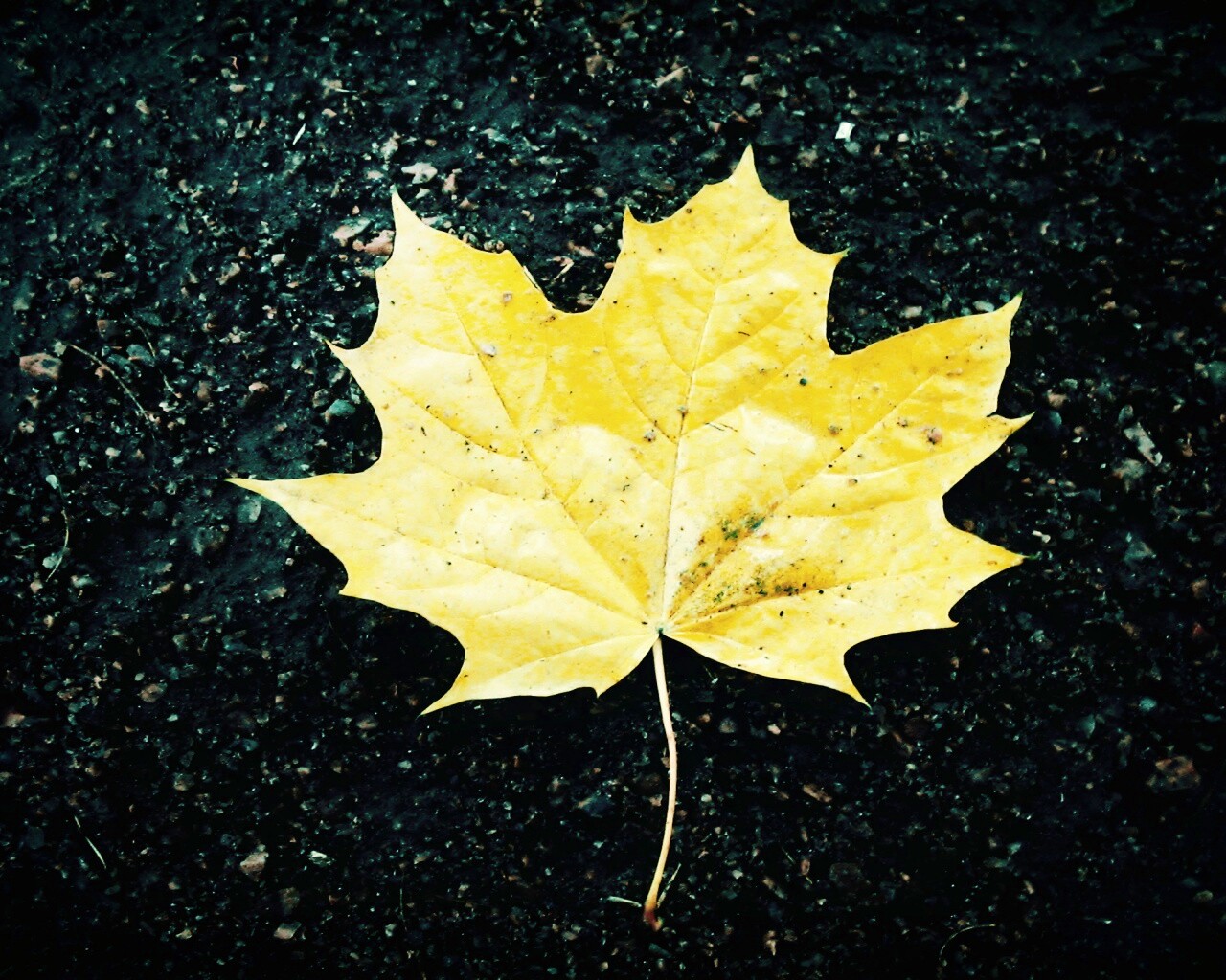 Желтый лист обои