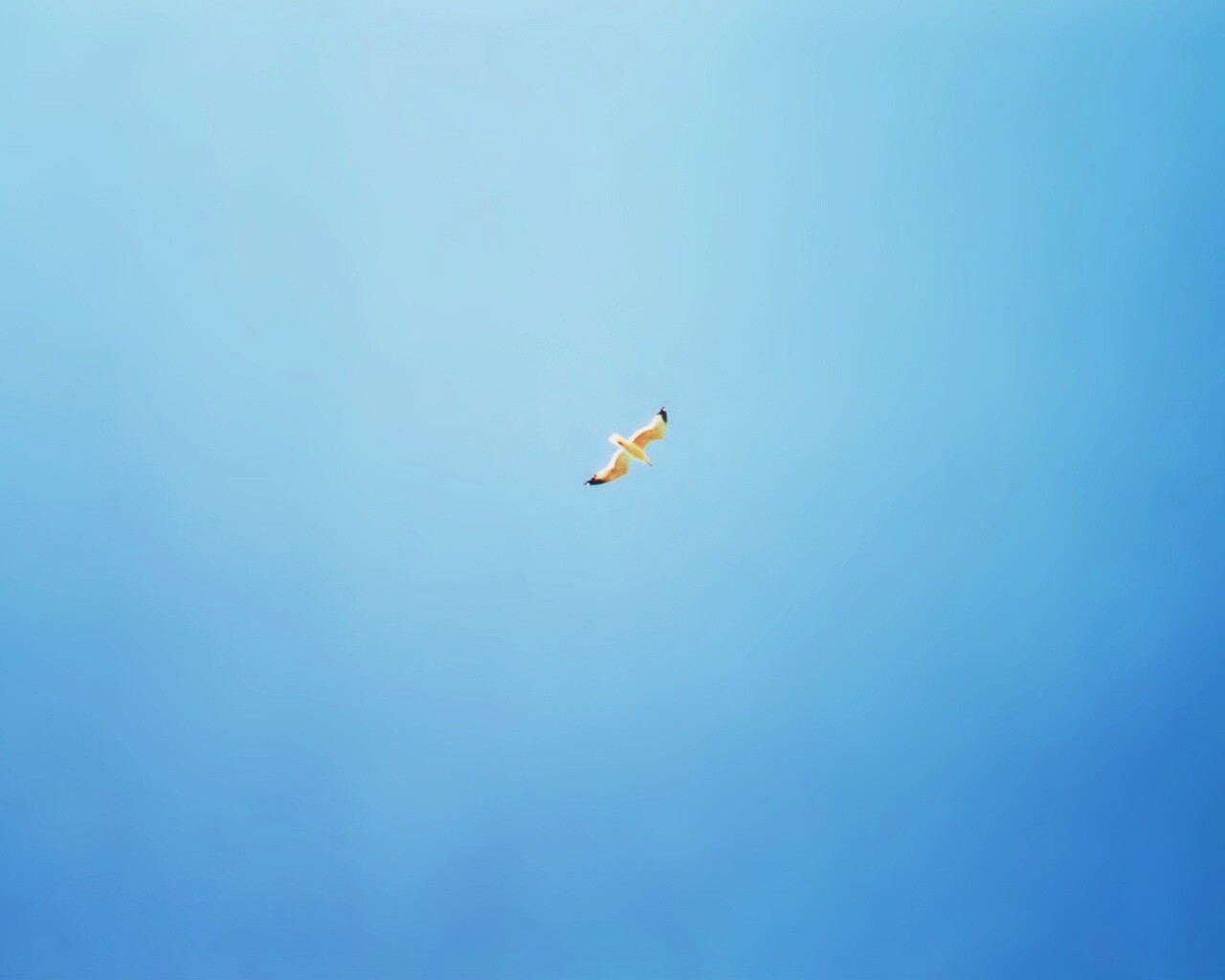 Полет  обои