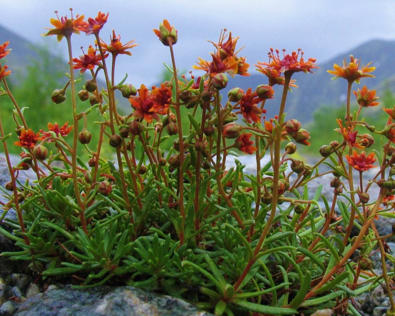 Горные цветы обои