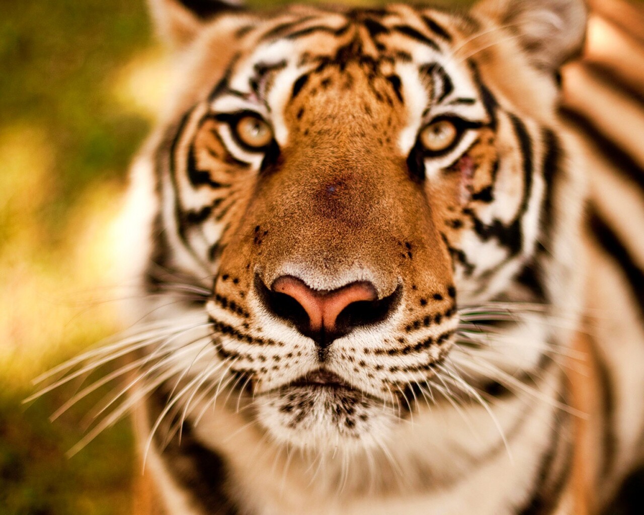 Красавец тигр обои