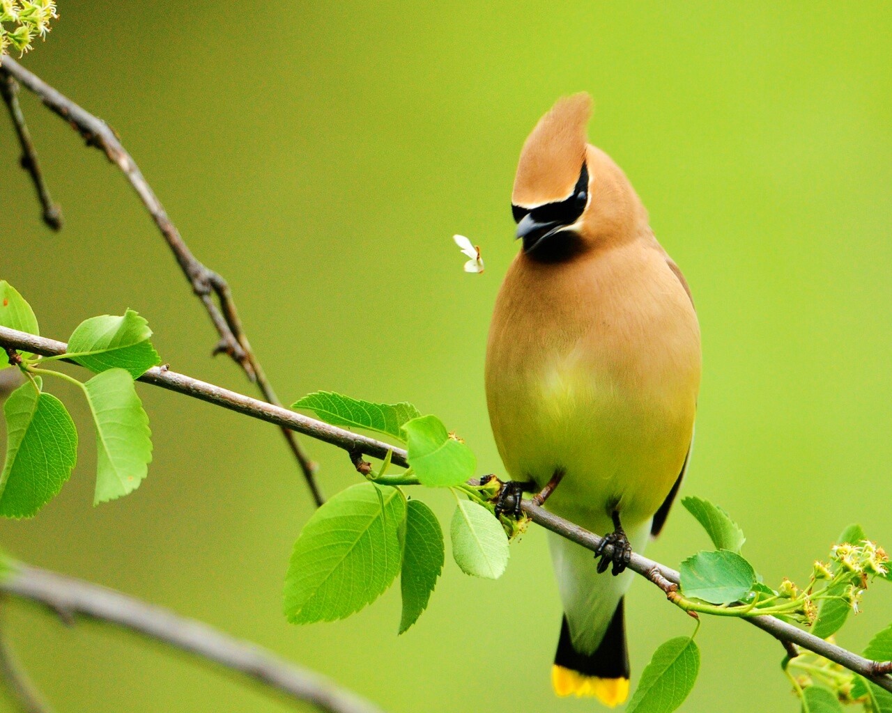 Оранжевая птичка обои