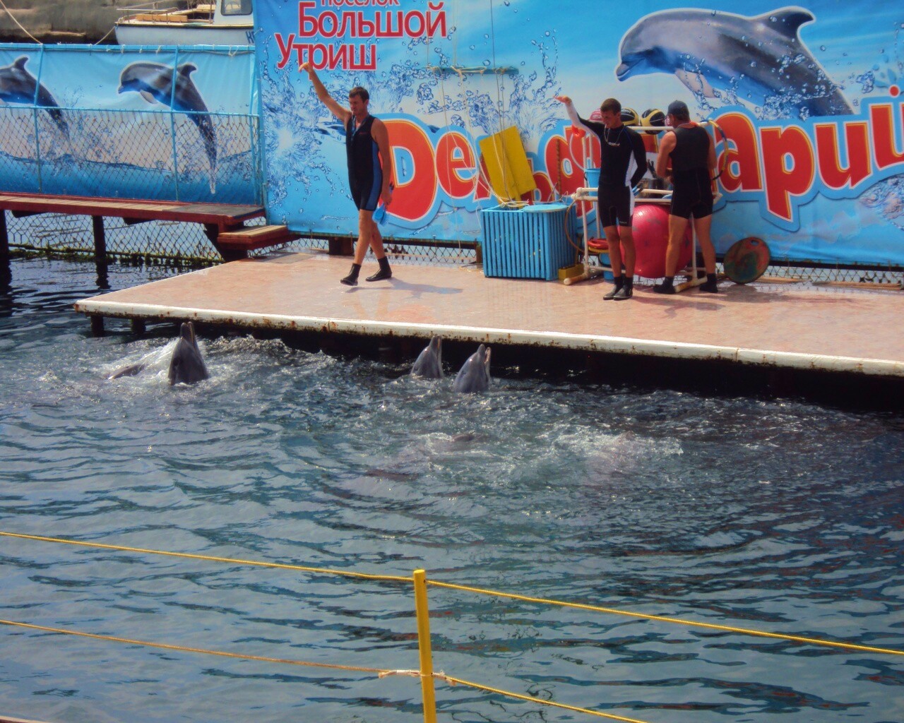 Утро в дельфинарии обои