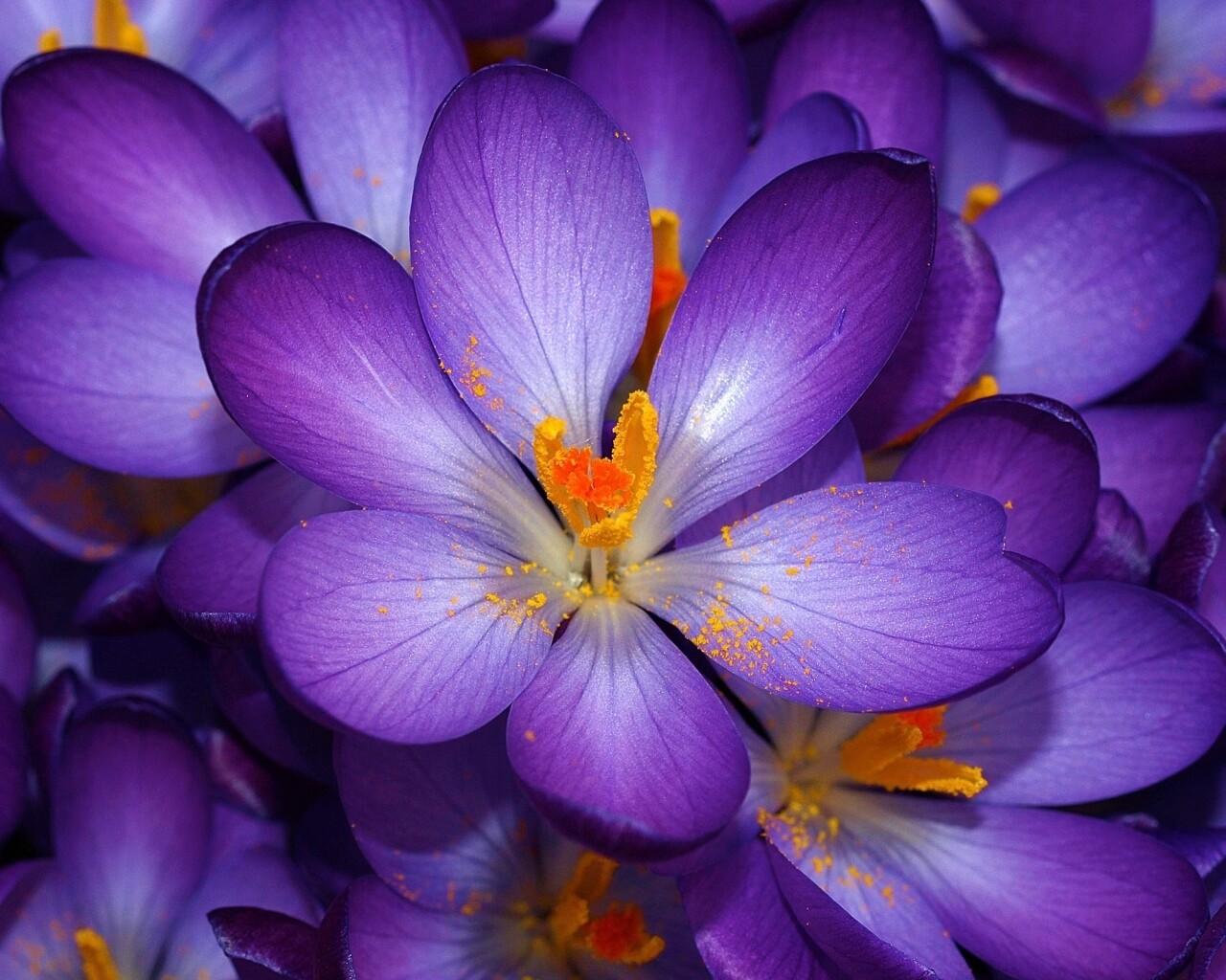 Сиреневый цветок обои