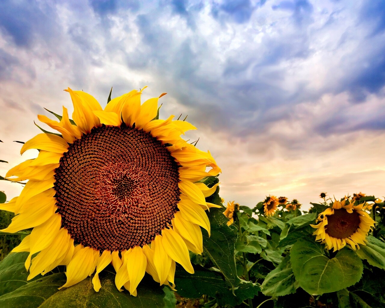 Подсолнухи обои