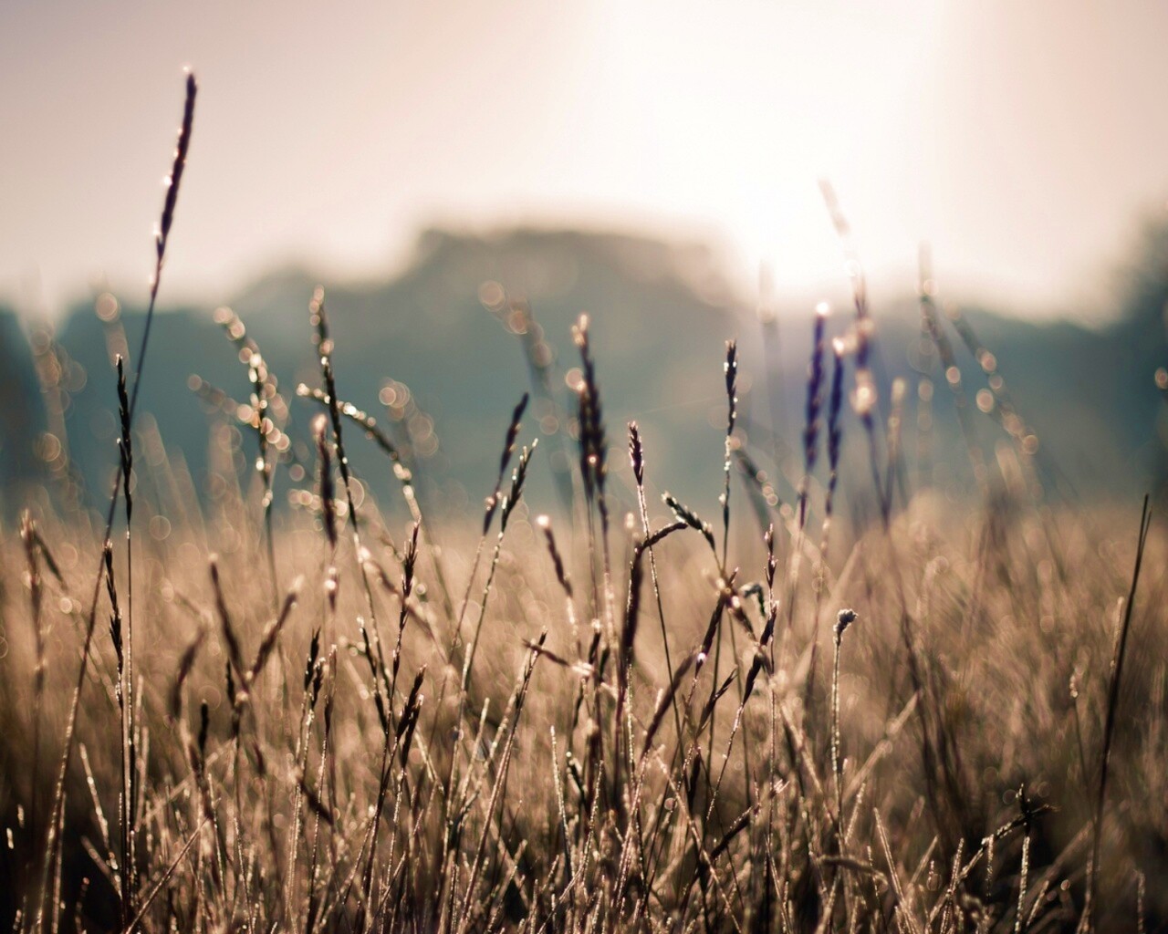 Поле пшеницы обои