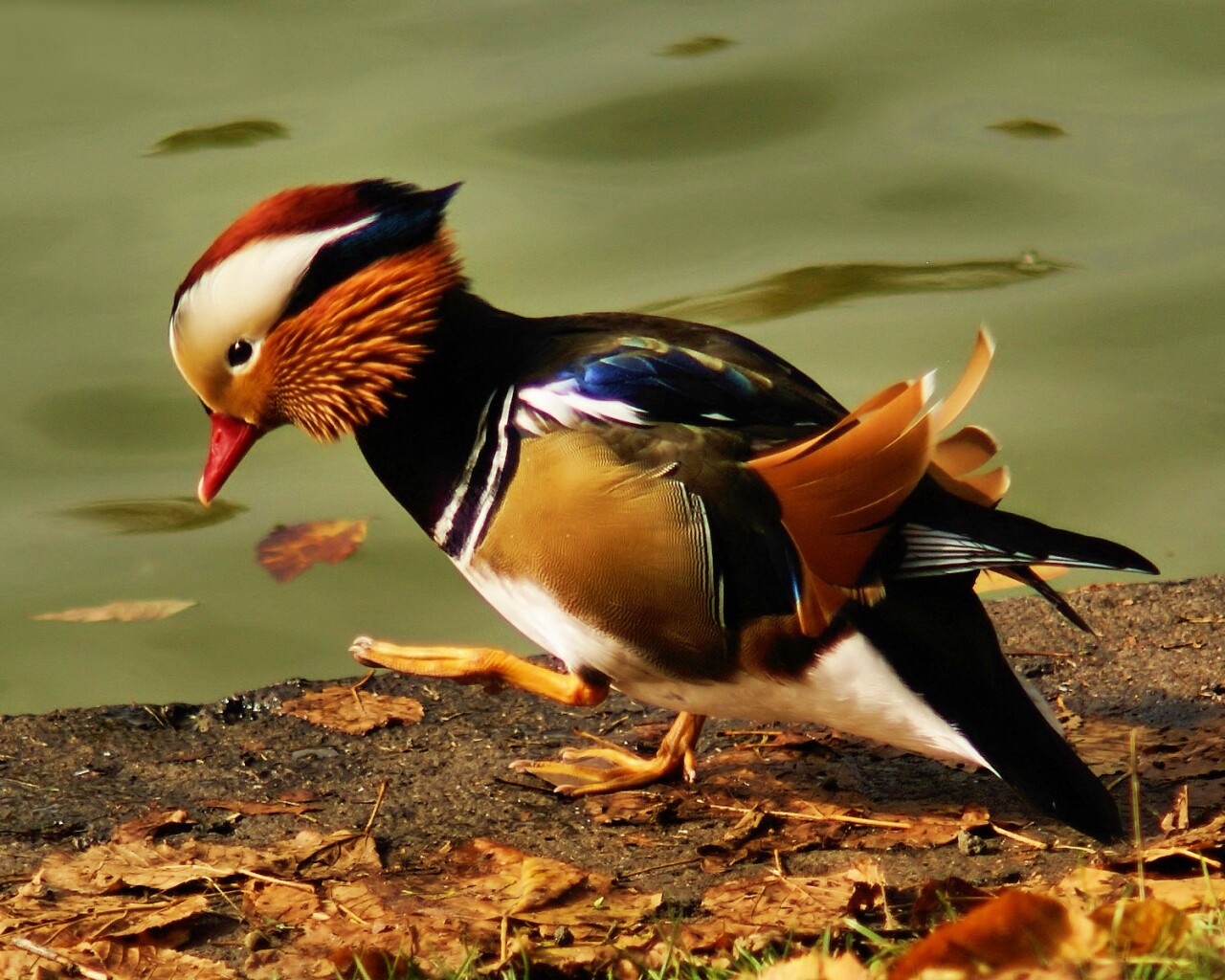 Уточка - мандаринка обои