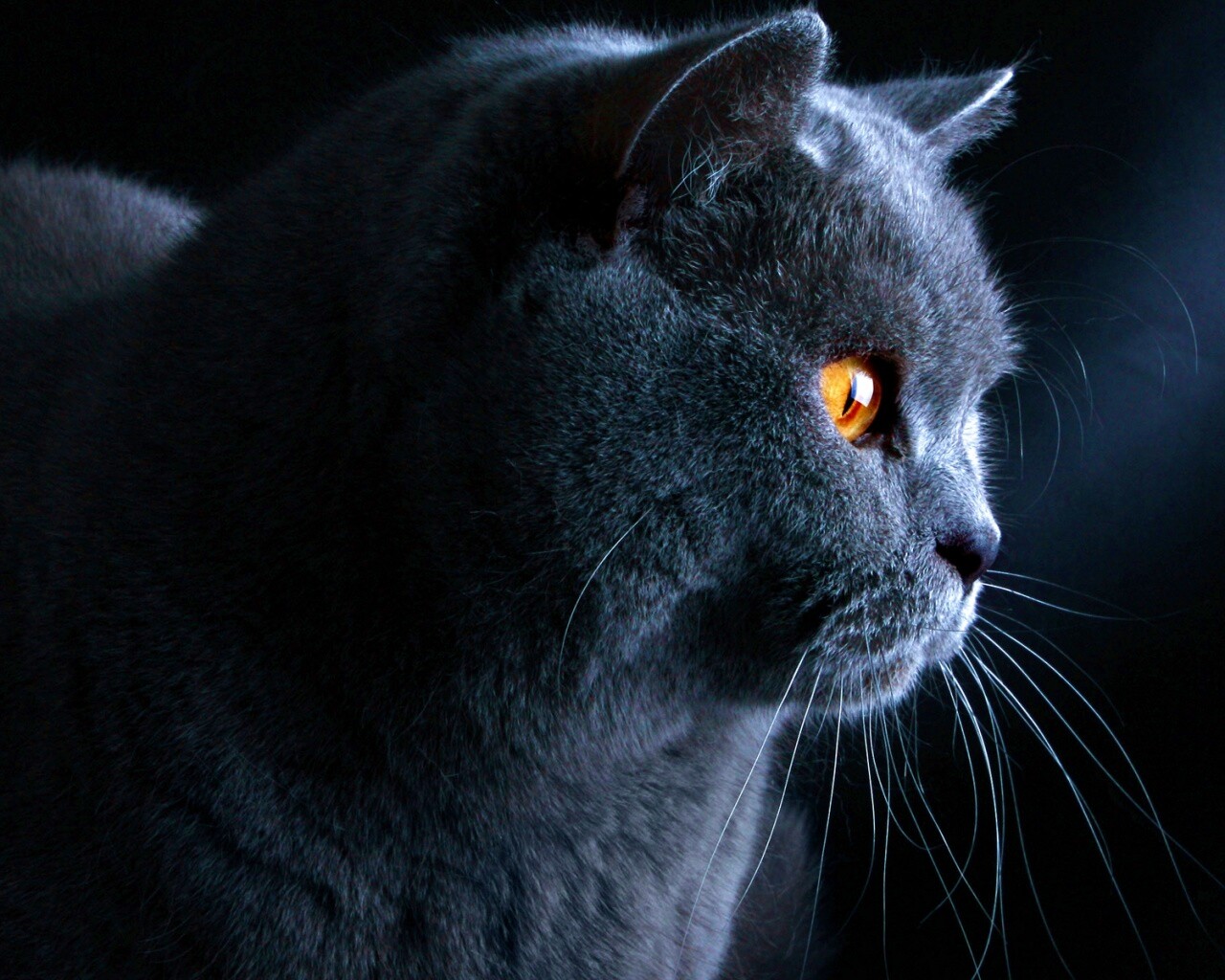 Плюшик  обои