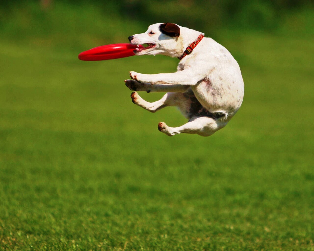 Ловкач обои