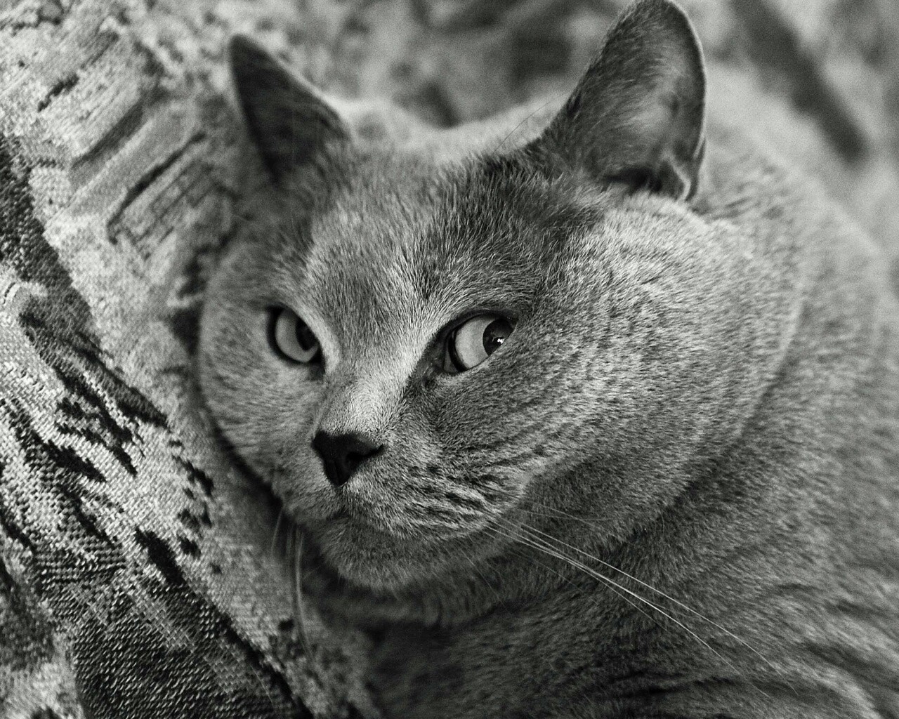 Щекастый британский котик обои