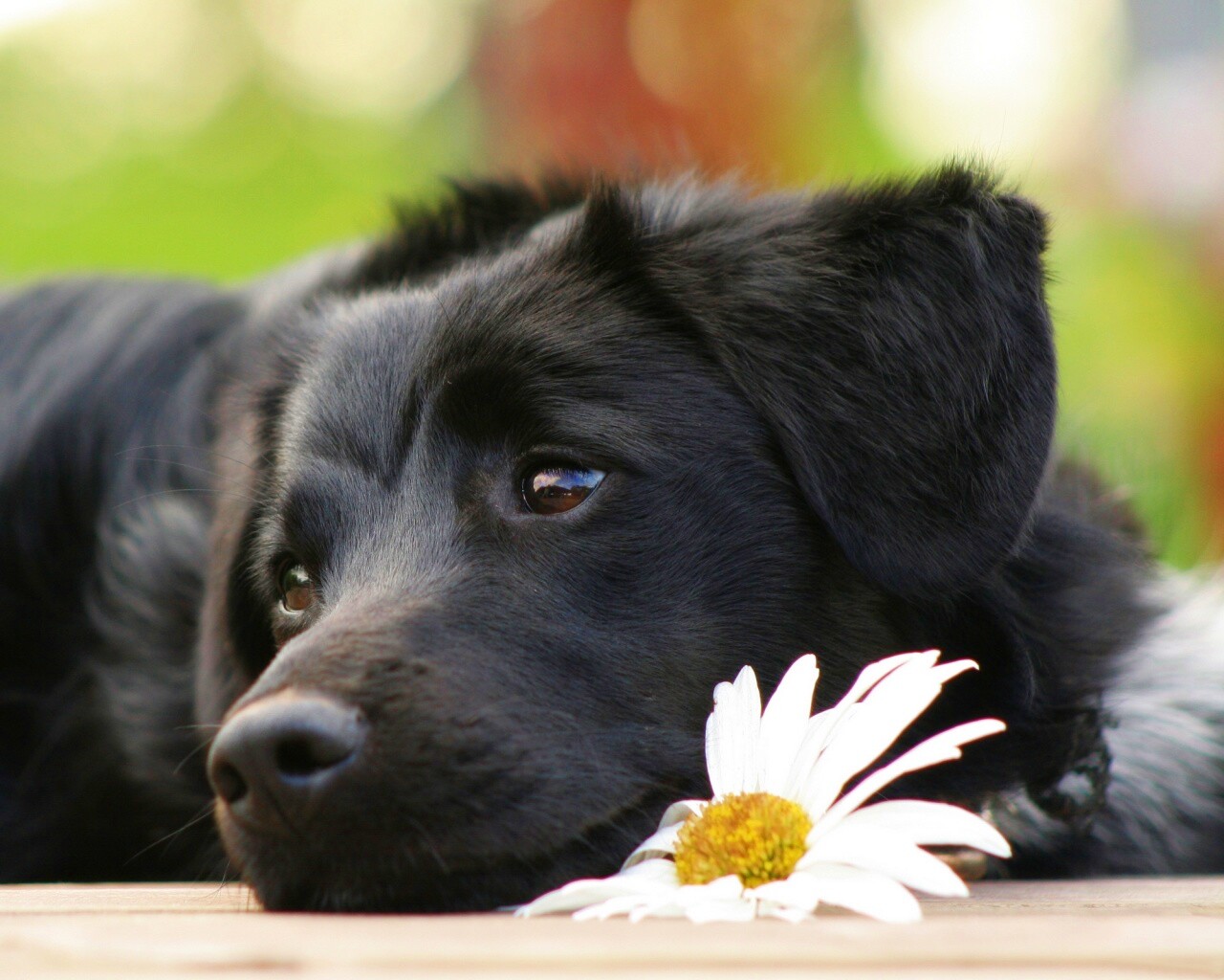 Собака с ромашкой обои