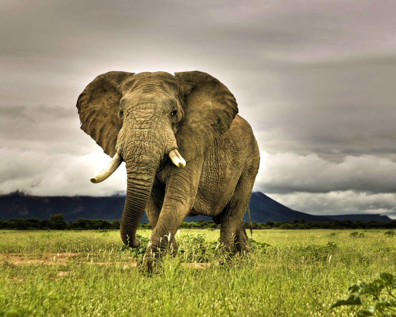 Слон на прогулке обои