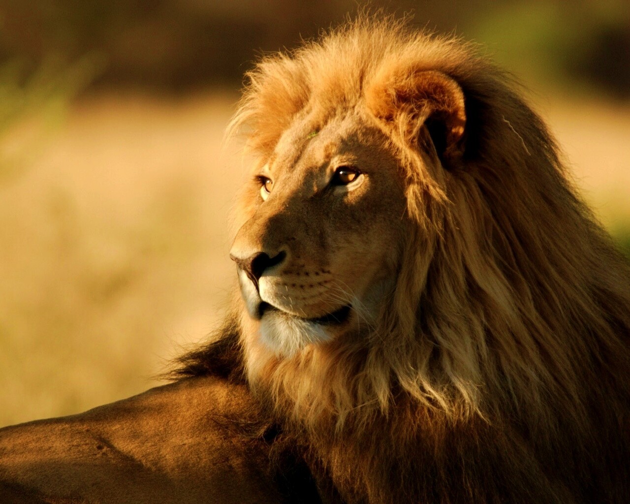 Царь зверей обои