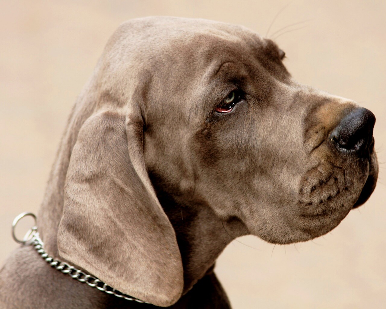 Грустная собака обои
