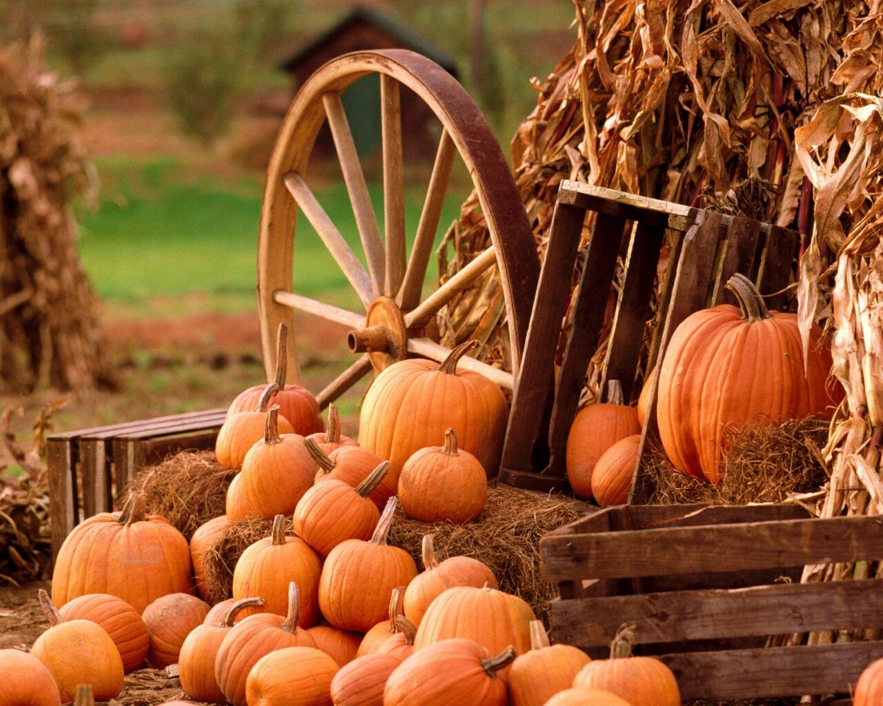 Урожай обои