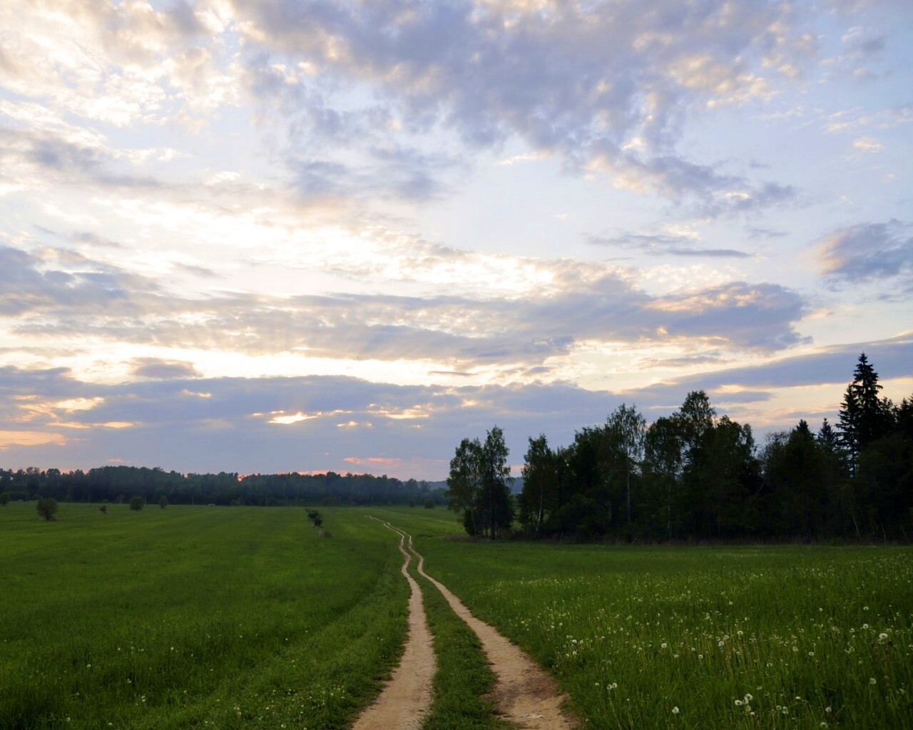 Дорога к лесу обои