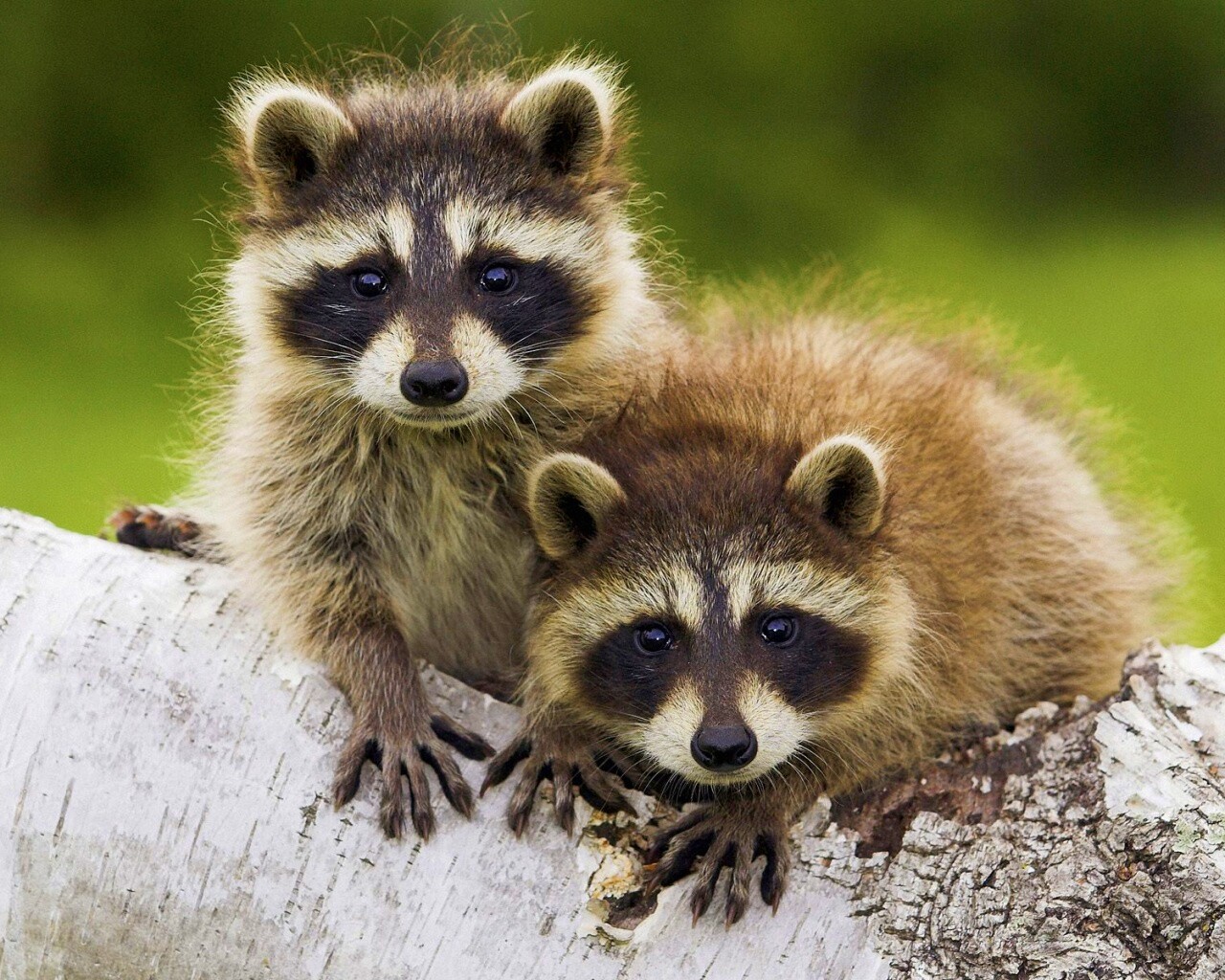 Полосатики обои