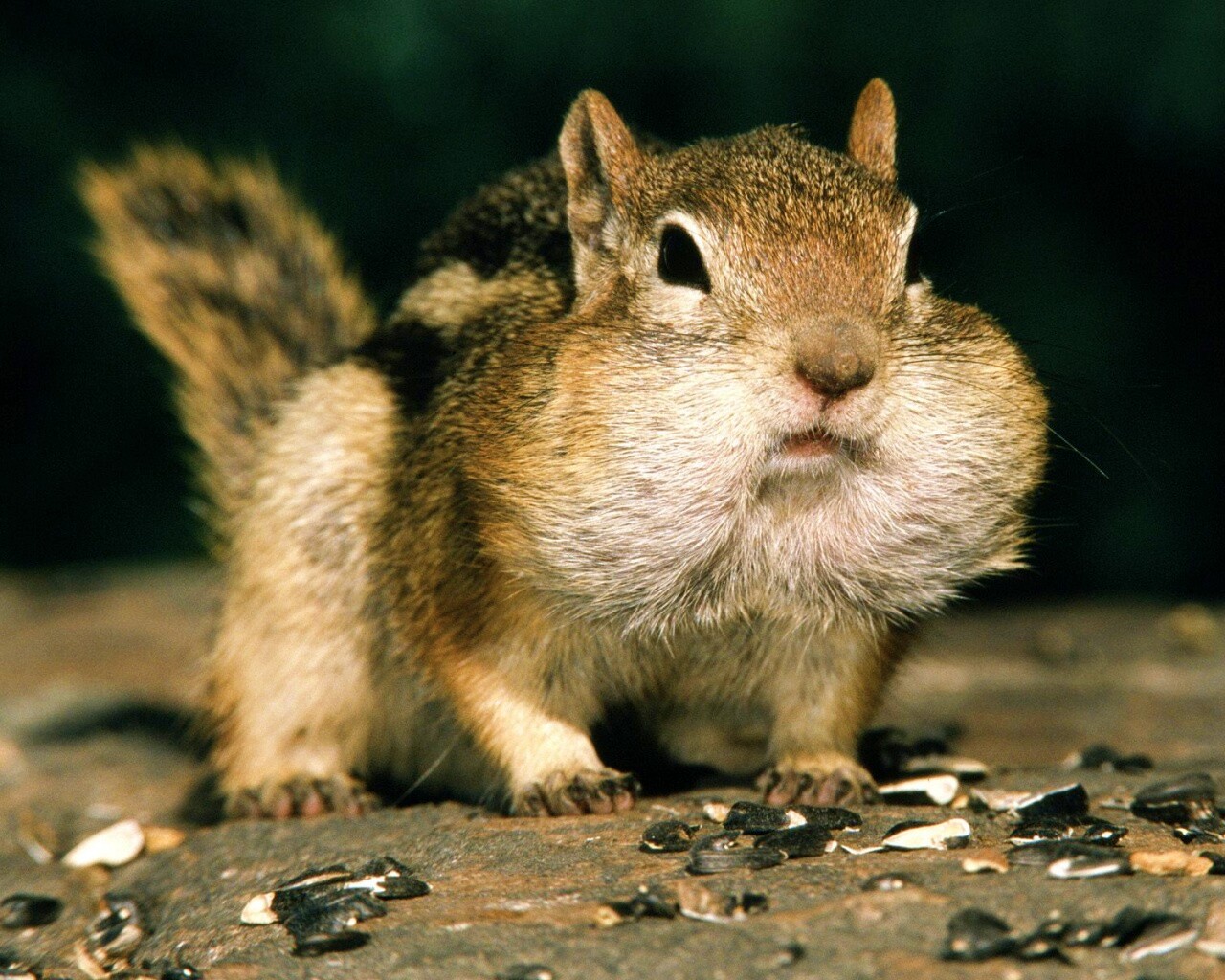 Не жадный, а бережливый обои