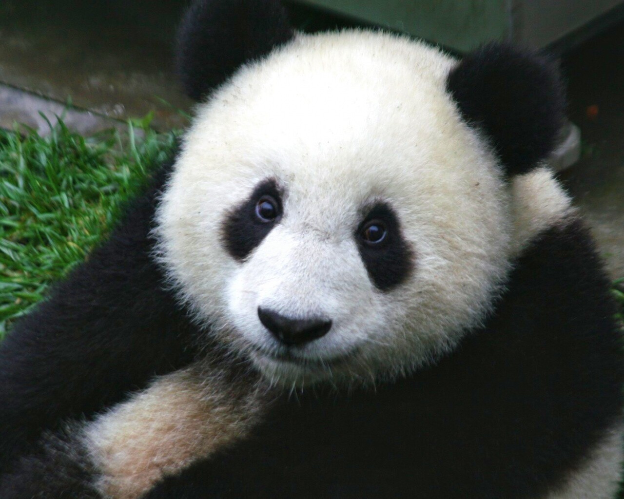 Взгляд.. обои