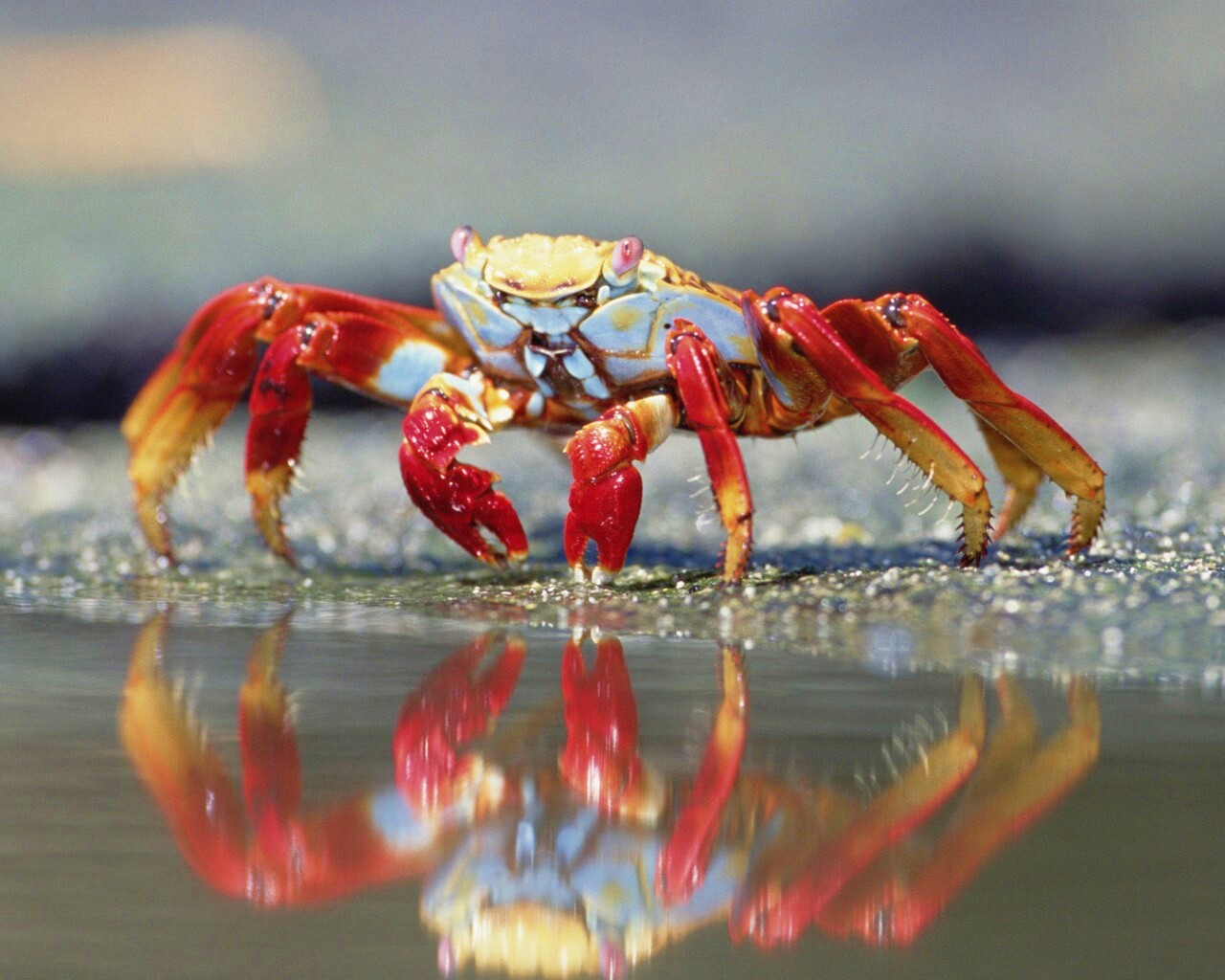 Краб обои