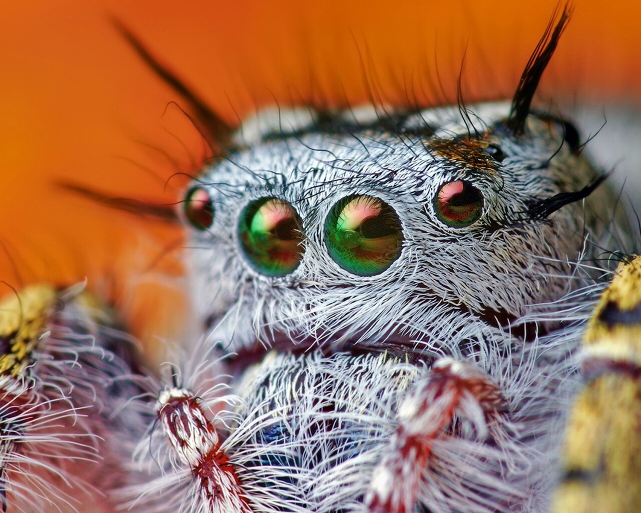 Паук в макро обои