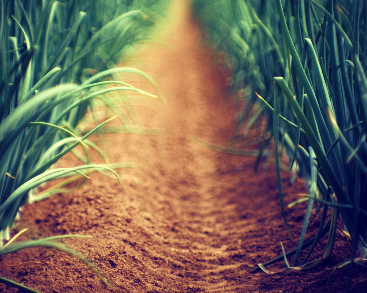 Тропинка в траве обои