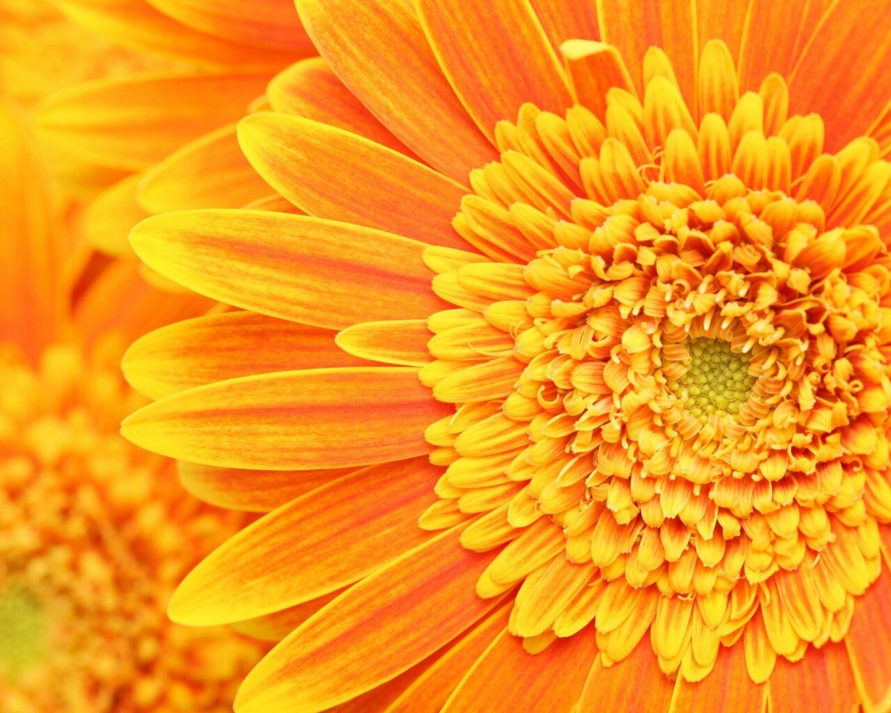 Большой оранжевый гербер обои