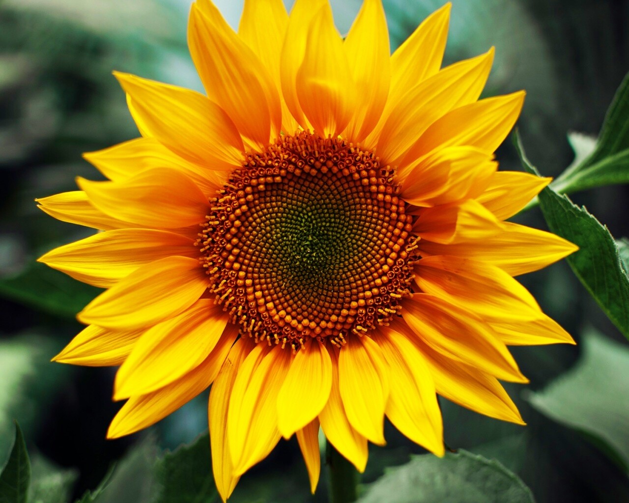 Подсолнух на поле обои