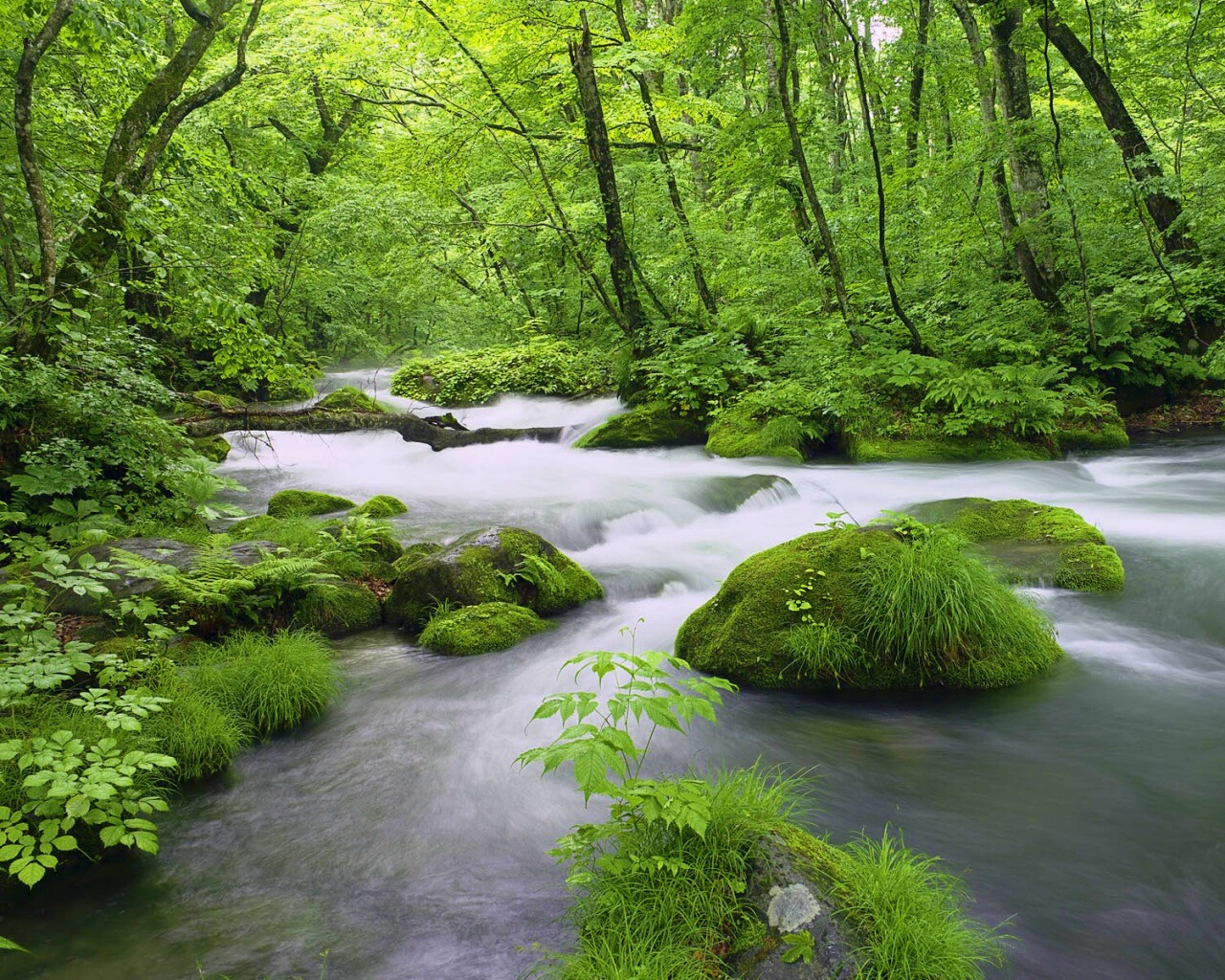 Лесная река обои