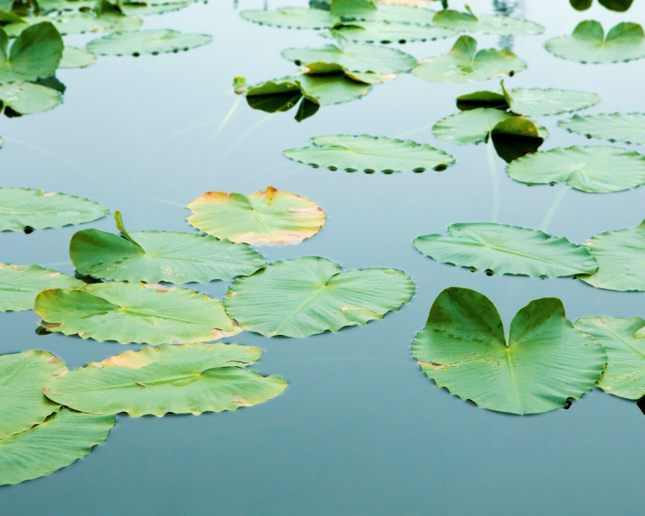 Плавающие листья обои