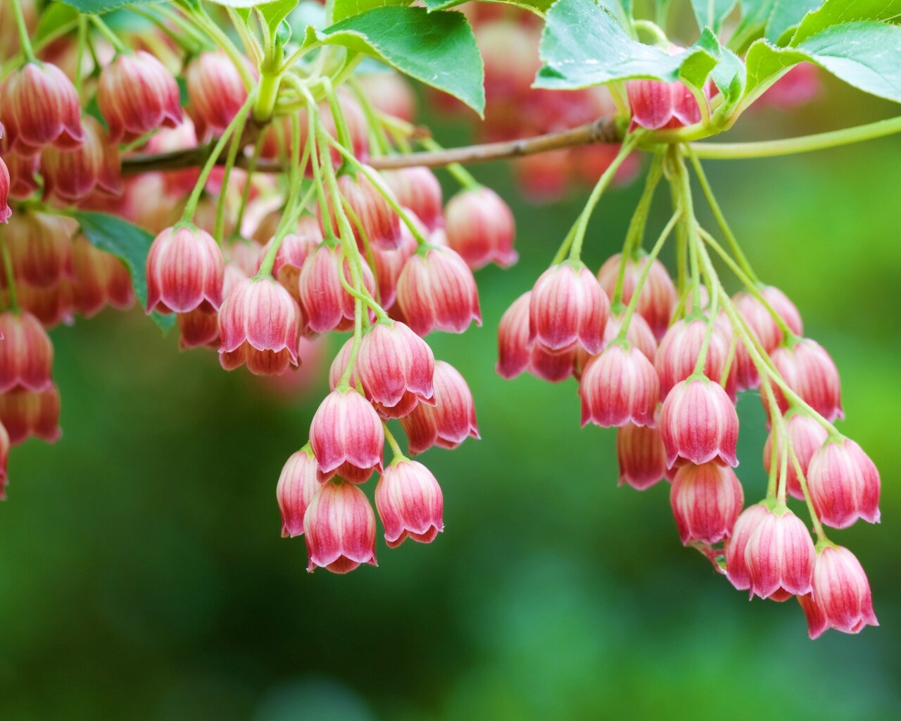 Красные колокольчики обои