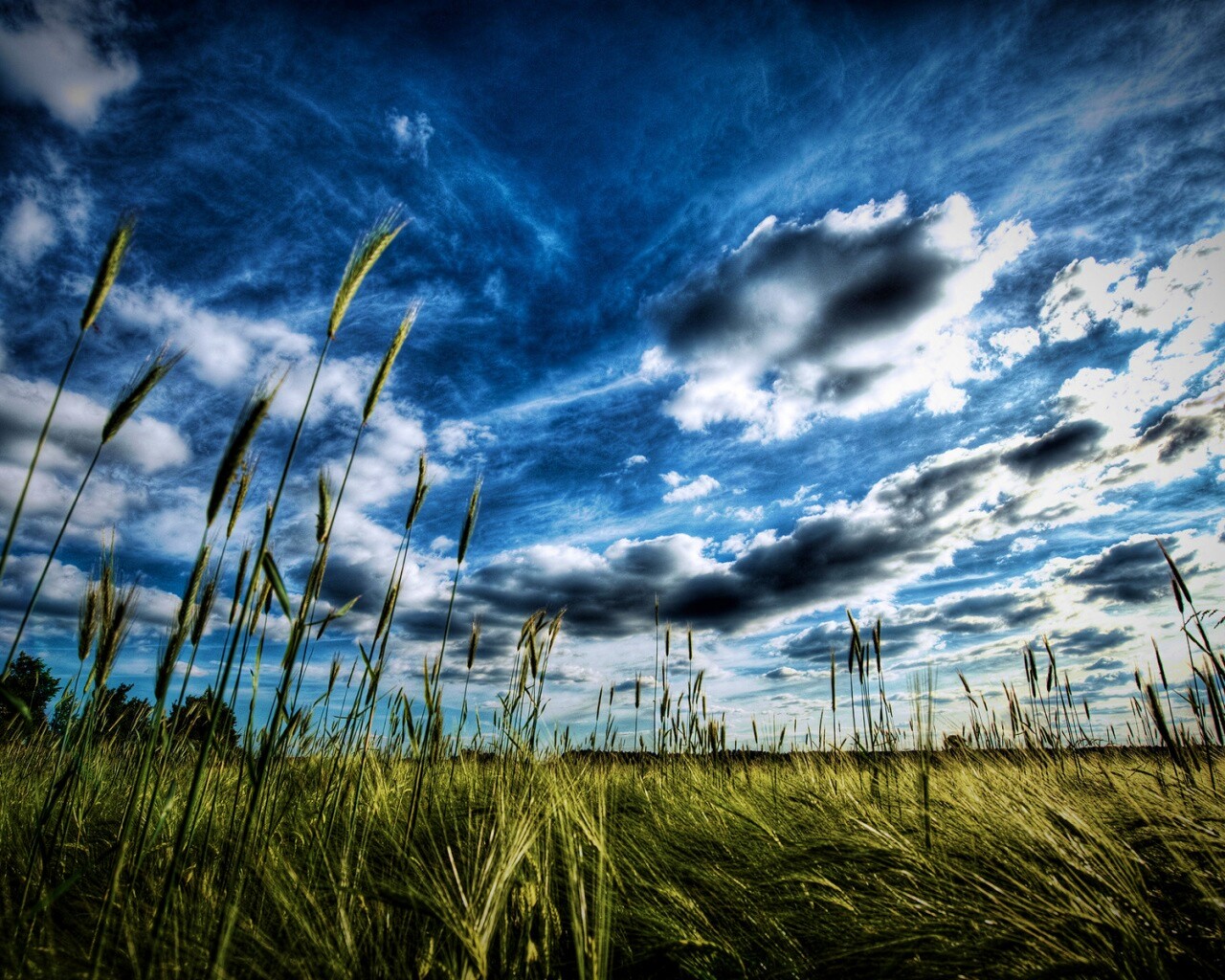 HDR Поле обои